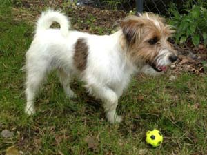 Parson Russell Terrier Zucht