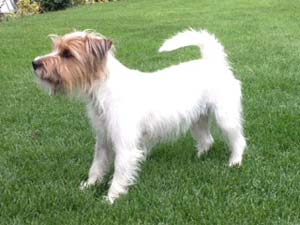 Parson Russell Terrier Zucht