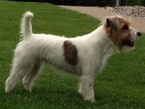 Parson Russell Terrier Zucht