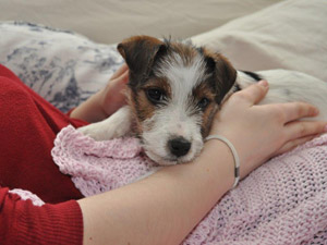 Parson Russell Terrier Zucht