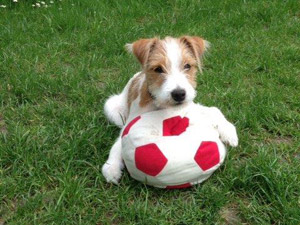 Parson Russell Terrier Zucht