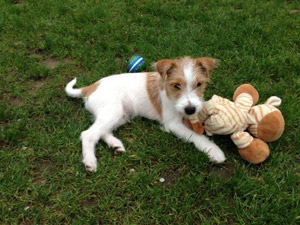 Parson Russell Terrier Zucht