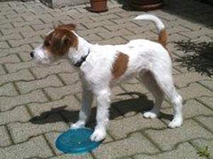 Parson Russell Terrier Zucht