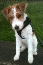 Parson Russell Terrier Zucht