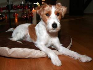 Parson Russell Terrier Zucht