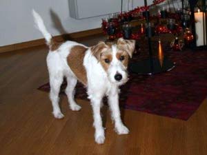 Parson Russell Terrier Zucht