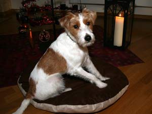 Parson Russell Terrier Zucht