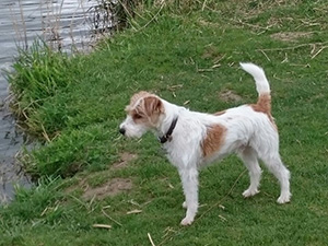 Parson Russell Terrier Zucht