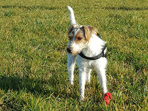 Parson Russell Terrier Zucht