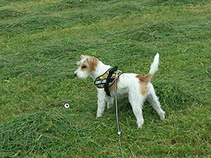 Parson Russell Terrier Zucht