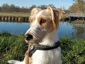 Parson Russell Terrier Zucht