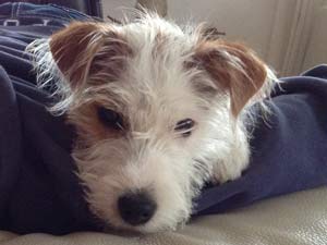 Parson Russell Terrier Zucht