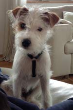 Parson Russell Terrier Zucht