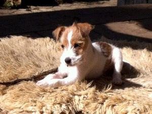 Parson Russell Terrier Zucht