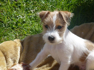 Parson Russell Terrier Zucht