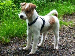 Parson Russell Terrier Zucht