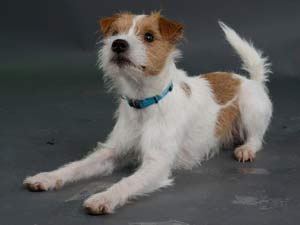 Parson Russell Terrier Zucht