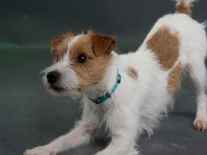 Parson Russell Terrier Zucht