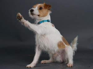 Parson Russell Terrier Zucht