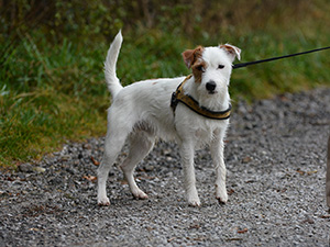 Parson Russell Terrier Zucht