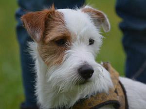 Parson Russell Terrier Zucht