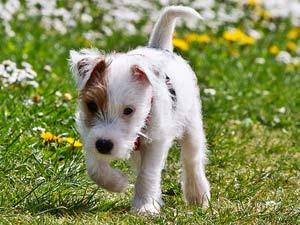 Parson Russell Terrier Zucht