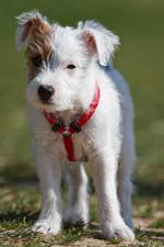 Parson Russell Terrier Zucht