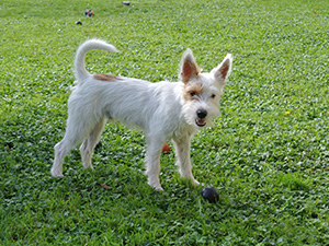 Parson Russell Terrier Zucht