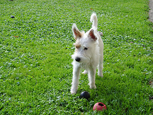 Parson Russell Terrier Zucht