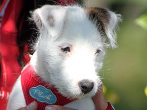 Parson Russell Terrier Zucht