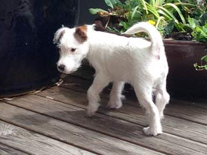 Parson Russell Terrier Zucht