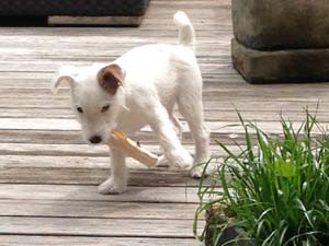 Parson Russell Terrier Zucht