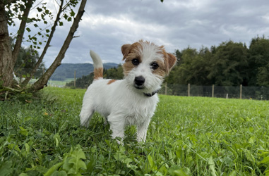 l-wurf laska