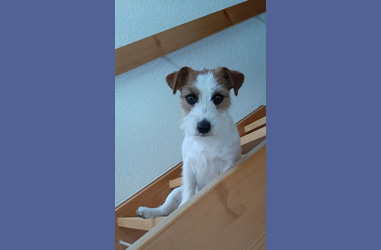 l-wurf laska