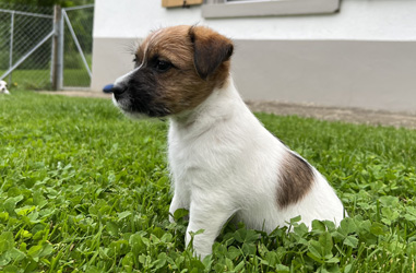 l-wurf leska