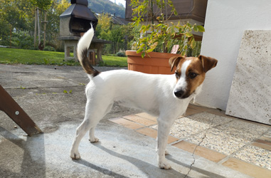 l-wurf liska