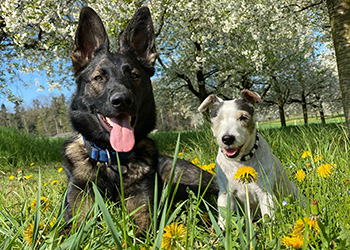 Ferienhunde auf der Parson Russell Terrier Zucht