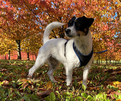 Die Hunde der Parson Russell Terrier Zucht Birchmatt, Zola