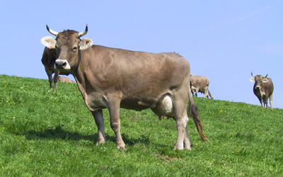 Im Stall hat's 24 Khe und ebensoviel Jungvieh