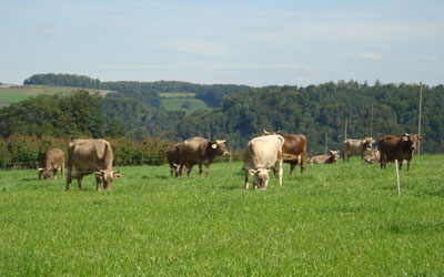 Die Khe auf der Weide