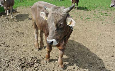 Unser neuer Stier Huby