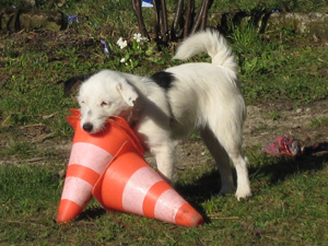 Parson Russell Terrier Zucht