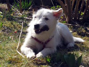 Parson Russell Terrier Zucht