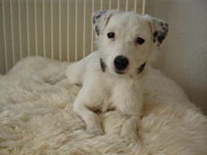 Parson Russell Terrier Zucht