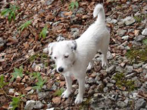 Parson Russell Terrier Zucht