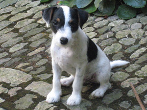 Parson Russell Terrier Zucht