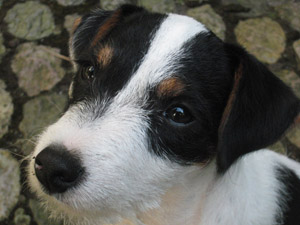 Parson Russell Terrier Zucht