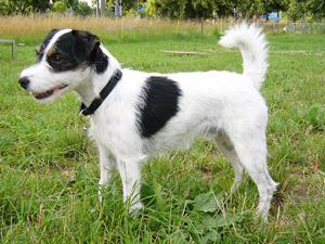 Parson Russell Terrier Zucht