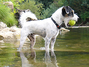 Parson Russell Terrier Zucht