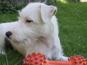 Parson Russell Terrier Zucht